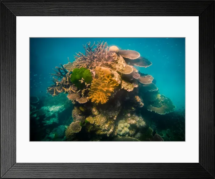 Framed Print : Coral stack at Great Barrier Reef, queensland Framed Print : Coral stack at Great Barrier Reef, queensland