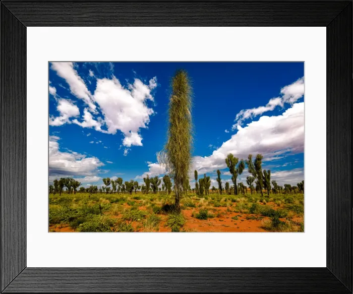 Framed Print : Desert Oak Forest