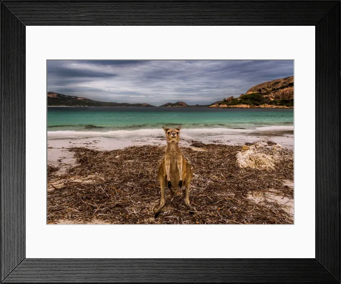 Framed Print : Wallaby at Lucky Wallaby Framed Print : Wallaby at Lucky Wallaby