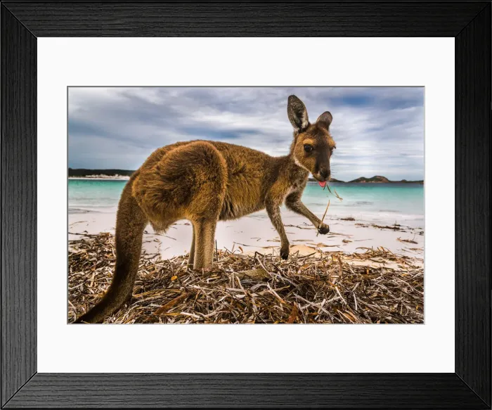 Framed Print : Wallaby at Lucky Wallaby Framed Print : Wallaby at Lucky Wallaby