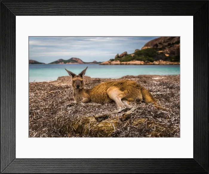Framed Print : Wallaby at Lucky Wallaby Framed Print : Wallaby at Lucky Wallaby