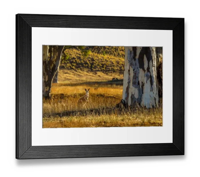Framed Print : Kangaroo at Bunyeroo Valley in Flinders Ranges, South Australia Framed Print : Kangaroo at Bunyeroo Valley in Flinders Ranges, South Australia
