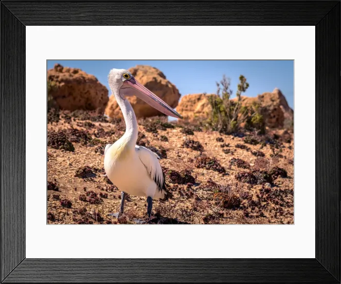 Framed Print : Pelican at Streaky Bay, South Australia