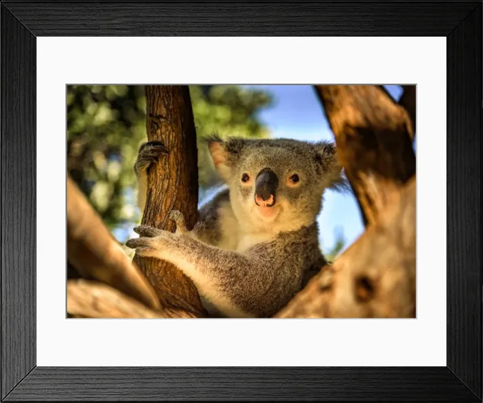 Framed Print : Koala Portrait
