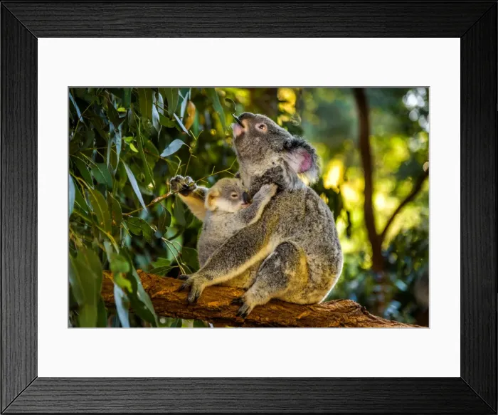 Framed Print : Koala with a baby in Queensland