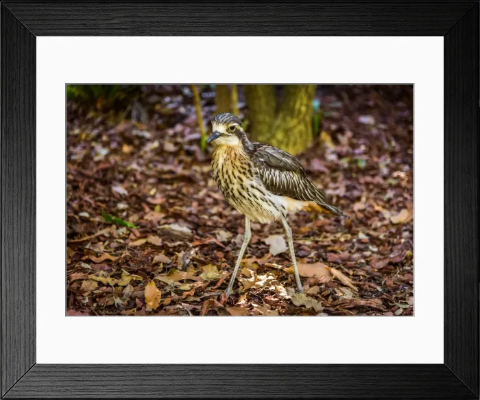 Framed Print : Australian bustard Framed Print : Australian bustard