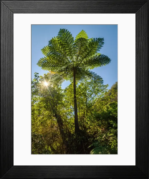Framed Print : Australian Tree Fern in Walls of Jerusalem National Park Framed Print : Australian Tree Fern in Walls of Jerusalem National Park