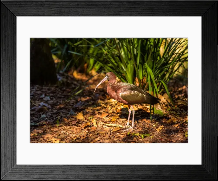 Framed Print : Glossy Ibis