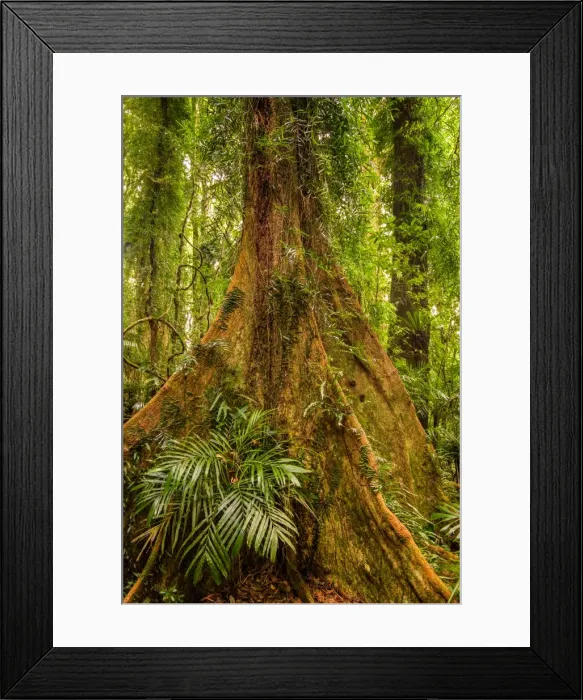 Framed Print : Gondwana Rainforest at Dorrigo National Park, New South Wales Framed Print : Gondwana Rainforest at Dorrigo National Park, New South Wales