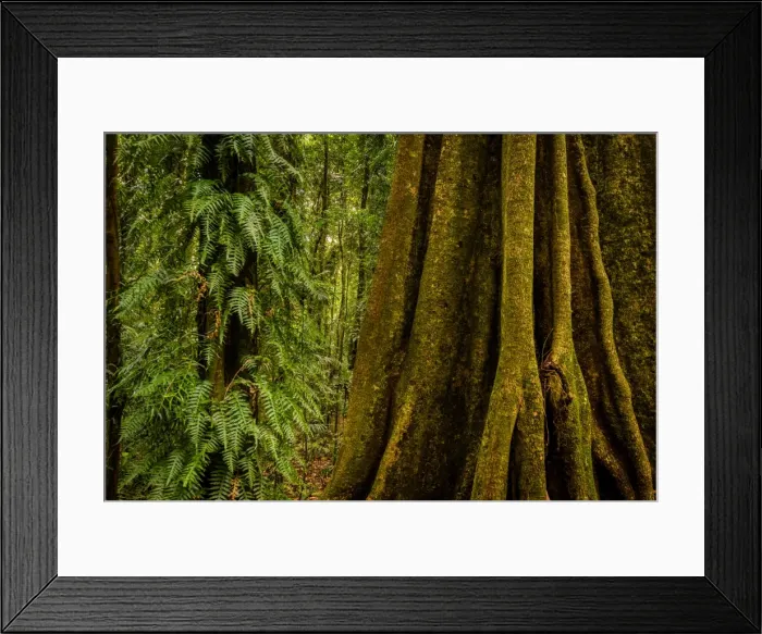 Framed Print : Gondwana Rainforest at Dorrigo National Park, New South Wales Framed Print : Gondwana Rainforest at Dorrigo National Park, New South Wales