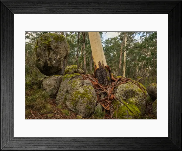 Framed Print : Tree growing in between the boulders at Cathedral Rock National Park