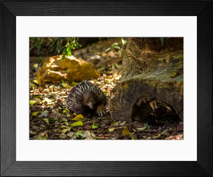 Framed Print : Australian Echidna