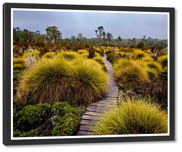 Boardwalk through button grass plains at Overland track, Tasmania