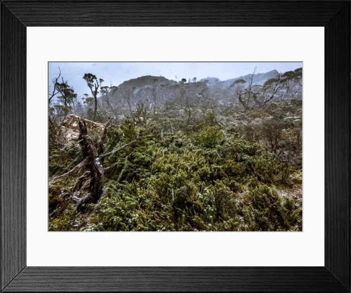Framed Print : Snowfall at the Labyrinth, Lake St Clair, Tasmania