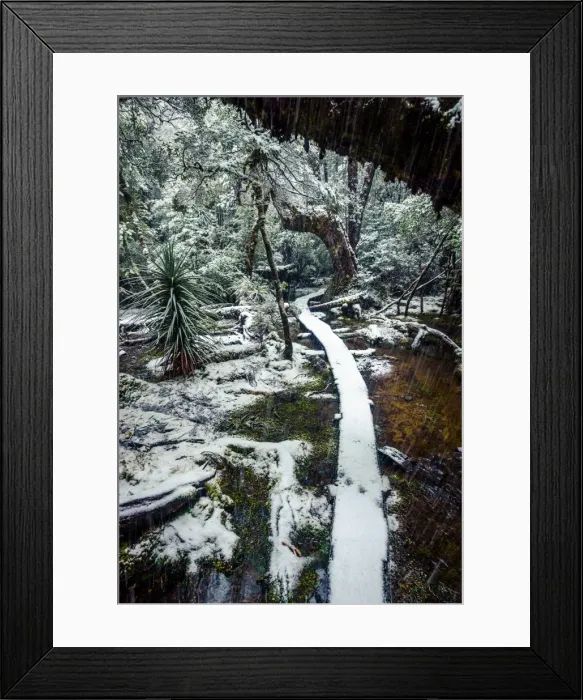 Framed Print : Trail at Pine Valley, Overland track, Tasmania