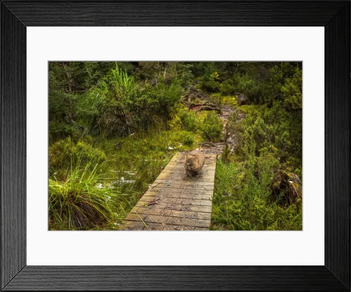 Framed Print : Wombat on the trail at Overland Track, Tasmania Framed Print : Wombat on the trail at Overland Track, Tasmania