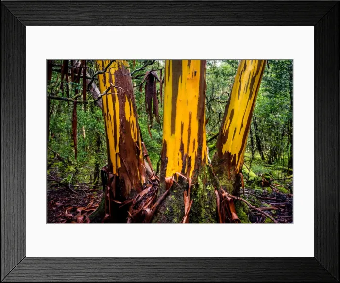 Framed Print : Cplorful Eucalyptus tree shedding bark at Overland track, Tasmania