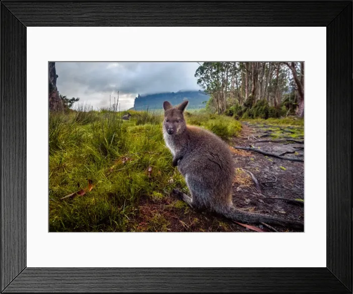 Framed Print : Wallaby in front of mount Oakleigh, Overland track, Tasmania