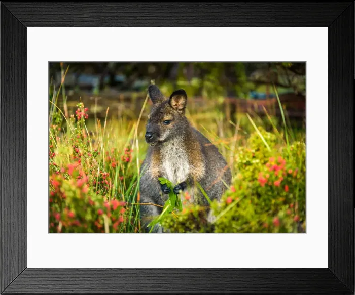 Framed Print : Wallaby near New Pilion Hut at Overland track, Tasmania