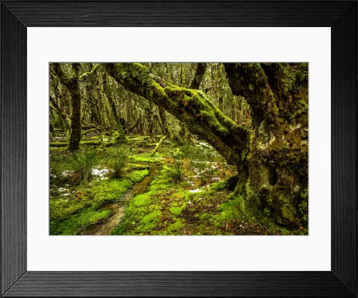 Framed Print : Rainforest at Overland Track, Tasmania Framed Print : Rainforest at Overland Track, Tasmania