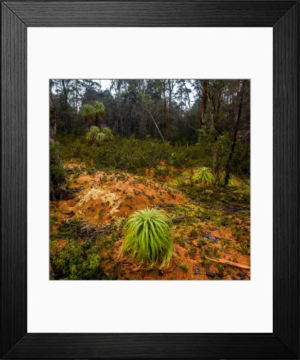 Framed Print : Alpine Moorland at Pine Valley, Overland track, Tasmania Framed Print : Alpine Moorland at Pine Valley, Overland track, Tasmania
