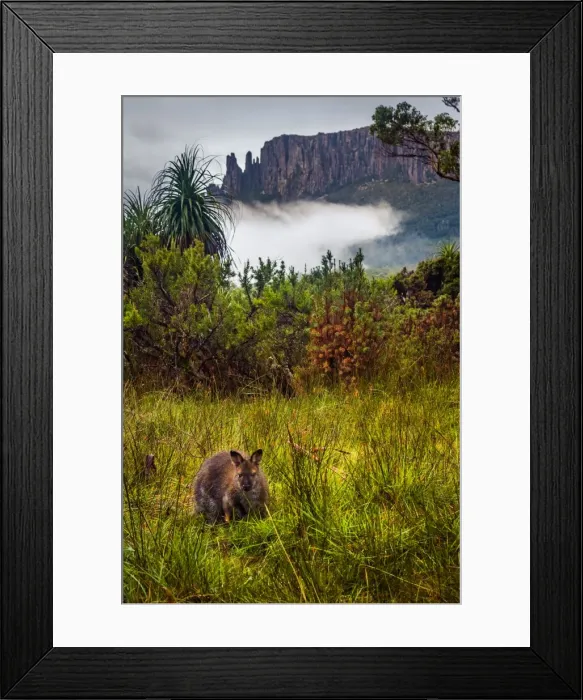 Framed Print : Wallaby in front of mount Oakleigh, Overland track, Tasmania Framed Print : Wallaby in front of mount Oakleigh, Overland track, Tasmania