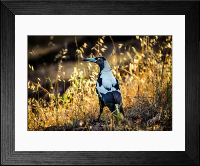 Framed Print : Australian magpie