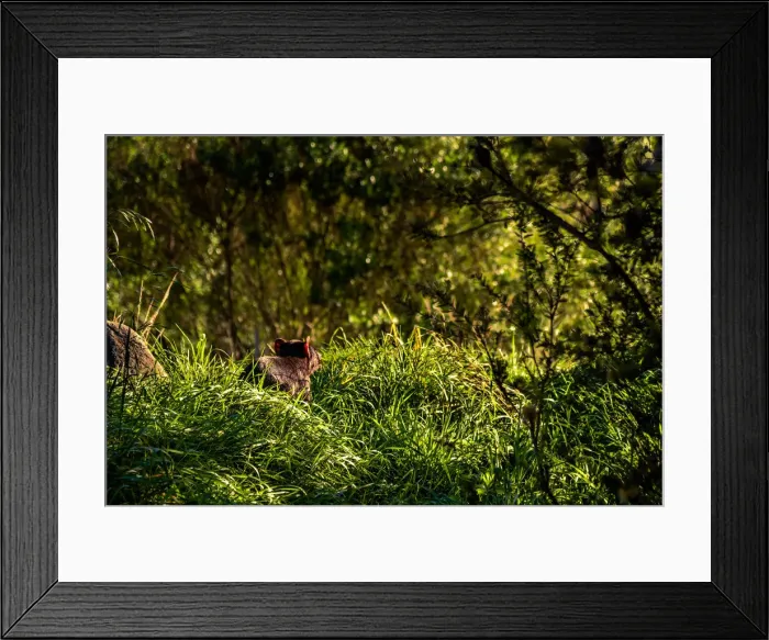 Framed Print : Tasmanian Devil at Tasman Peninsula Framed Print : Tasmanian Devil at Tasman Peninsula