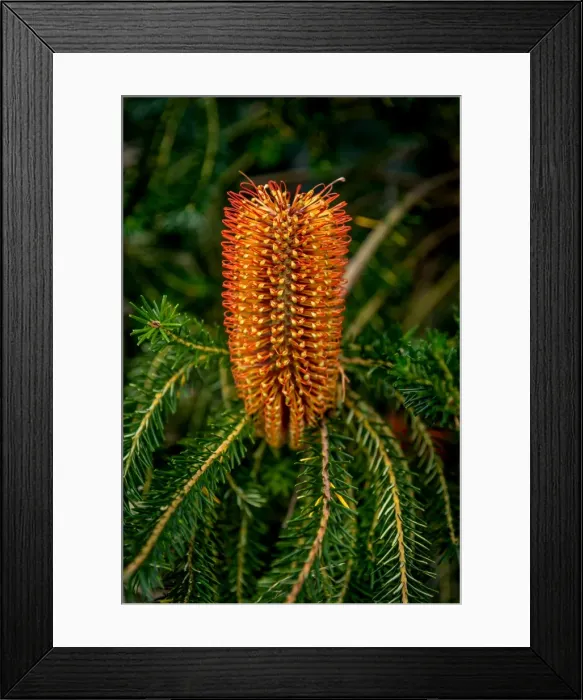 Framed Print : Bottlebrush Tree Flower