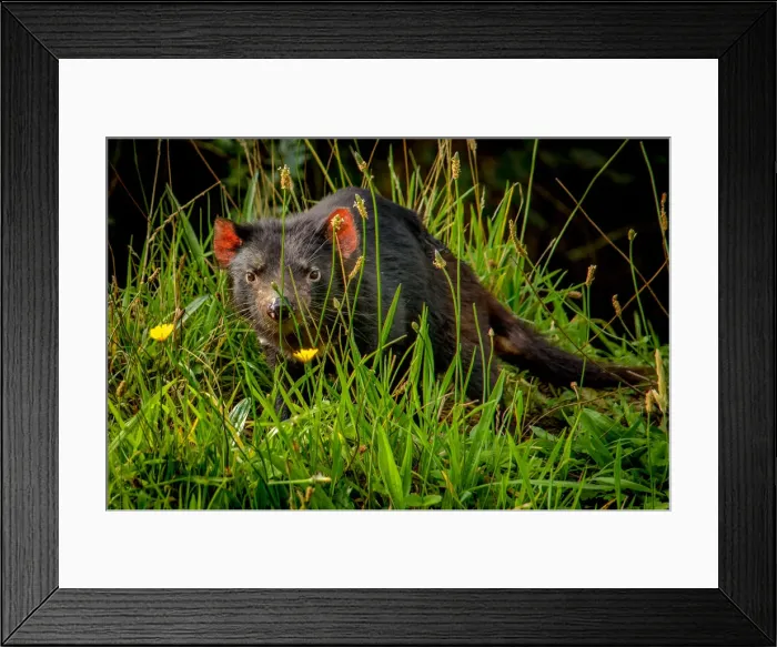 Framed Print : Tasmanian Devil Framed Print : Tasmanian Devil