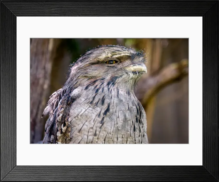 Framed Print : Frogmouth Portrait Framed Print : Frogmouth Portrait
