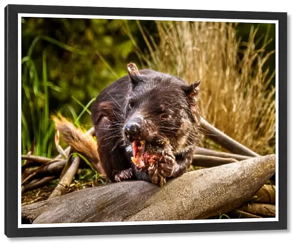 Tasmanian Devil eating carrion at Tasman Peninsula