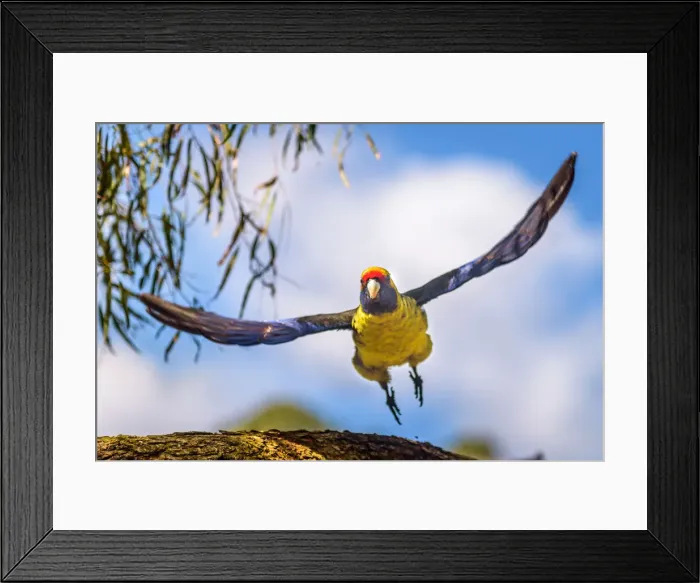 Framed Print : Green Rosella or Tasmanian Rosella
