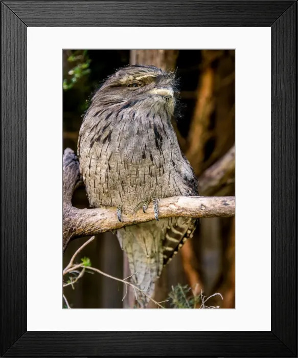Framed Print : Frogmouth in Tasmania