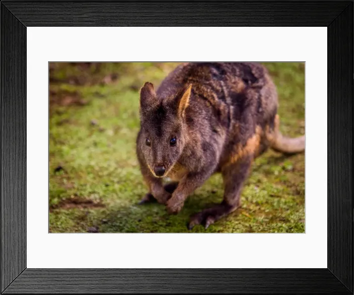 Framed Print : Tasmanian Pademelon