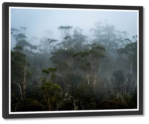 Fog in Eucalypt Forest in Southwest National Park, Tasmania
