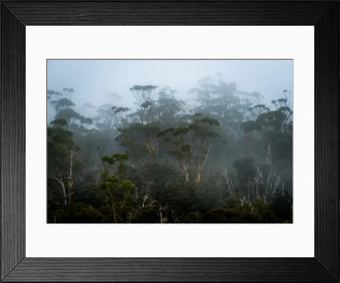 Framed Print : Fog in Eucalypt Forest in Southwest National Park, Tasmania