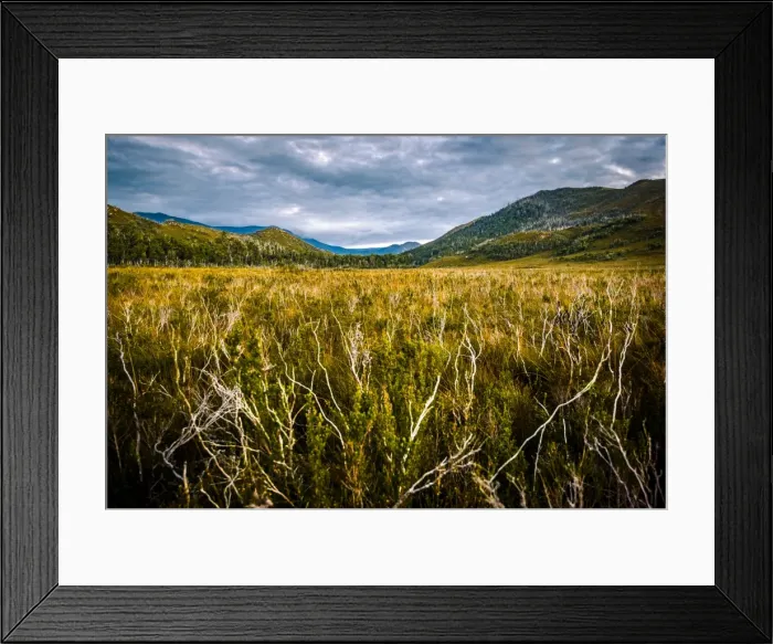 Framed Print : Dieback disease area at Arthur Plains in Southwest Tasmania
