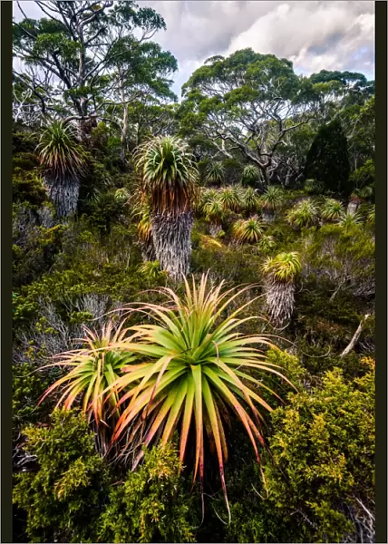 Pandani Grove at mt Rufus Track in Lake St Clair National Park, Tasmania