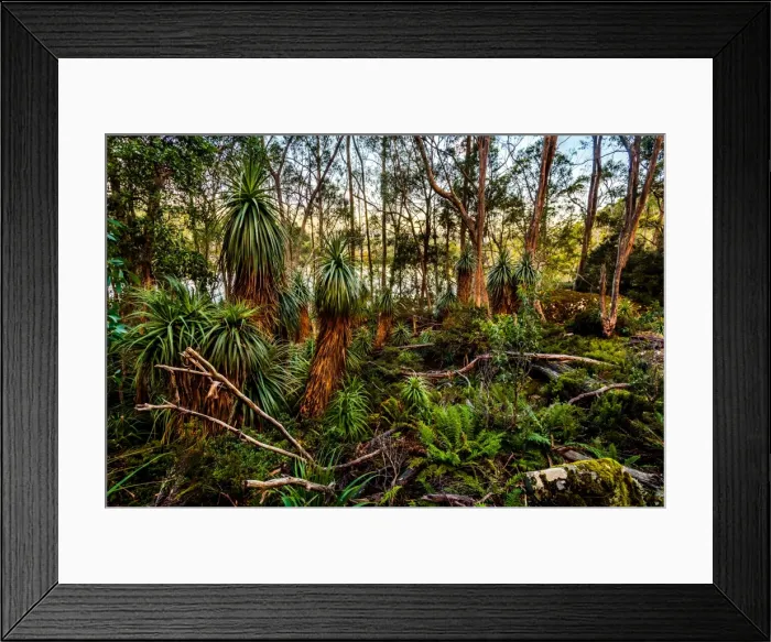 Framed Print : Tasmanian alpine moorland rainforest by Lake Dobson in Pandani Grow in Mt Field National Park, Tasmania Framed Print : Tasmanian alpine moorland rainforest by Lake Dobson in Pandani Grow in Mt Field National Park, Tasmania