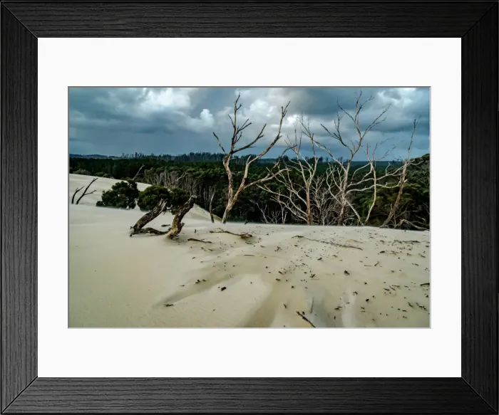 Framed Print : Henty Dunes at Tasmanian West Coast Framed Print : Henty Dunes at Tasmanian West Coast