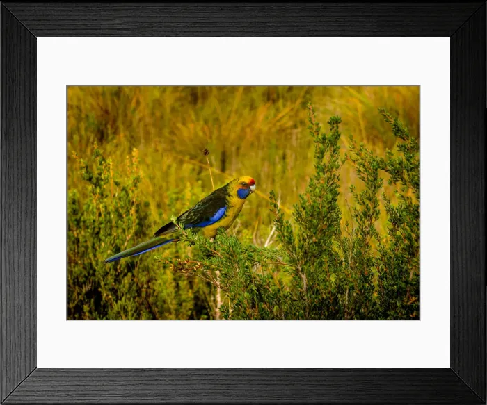 Framed Print : Green rosella at Melaleuca, Southwest Tasmania