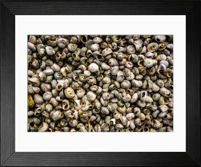 Framed Print : Shells at Wilson Bright Framed Print : Shells at Wilson Bright