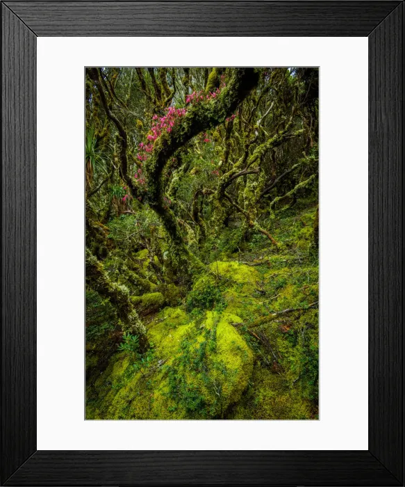 Framed Print : Alpine Moorland in Western Arthurs Range, Southwest Tasmania Framed Print : Alpine Moorland in Western Arthurs Range, Southwest Tasmania