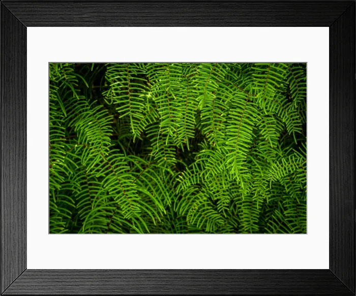 Framed Print : Tasmanian Fern (Doodia aspera) in Eastern Arthur Range, Tasmania Framed Print : Tasmanian Fern (Doodia aspera) in Eastern Arthur Range, Tasmania