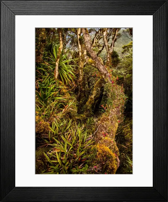 Framed Print : Rainforest at Goon Moor in Eastern Arthur Range, Southwest Tasmania