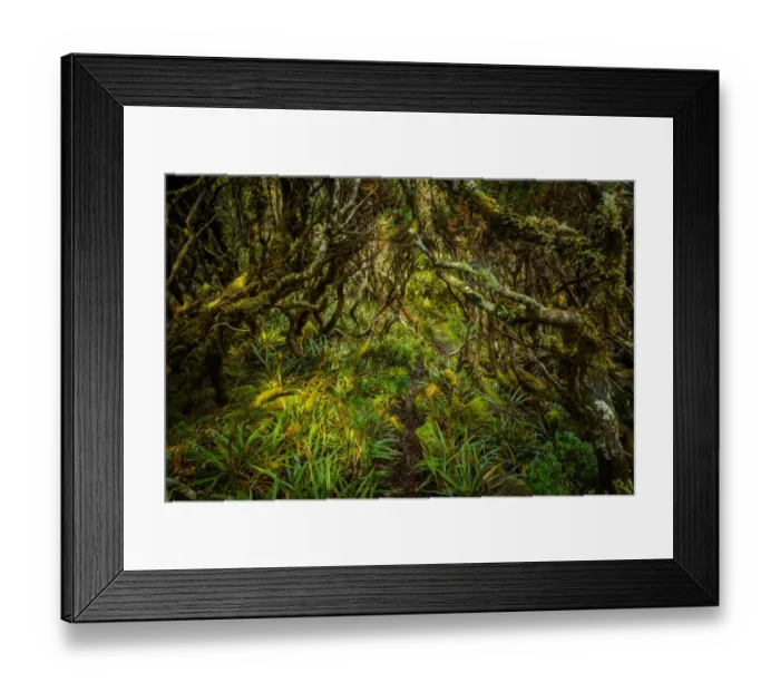 Framed Print : Trail through the forest at Goon Moor in Eastern Arthur Range, Southwest Tasmania Framed Print : Trail through the forest at Goon Moor in Eastern Arthur Range, Southwest Tasmania
