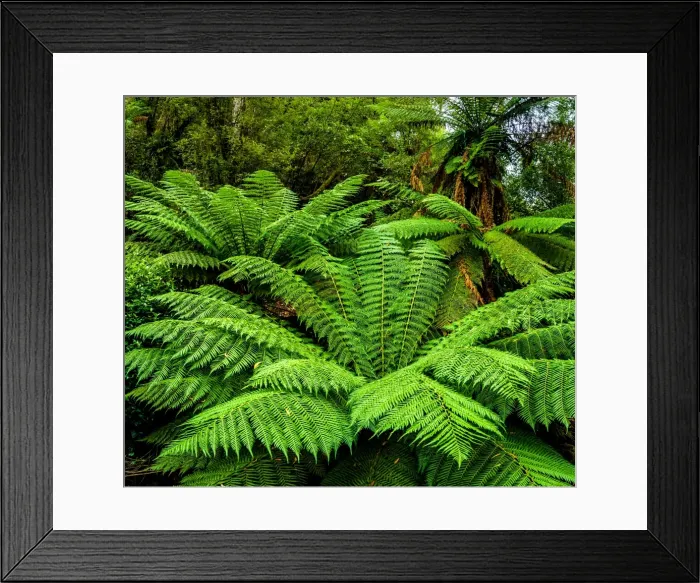 Framed Print : Notley Fern Gorge Framed Print : Notley Fern Gorge