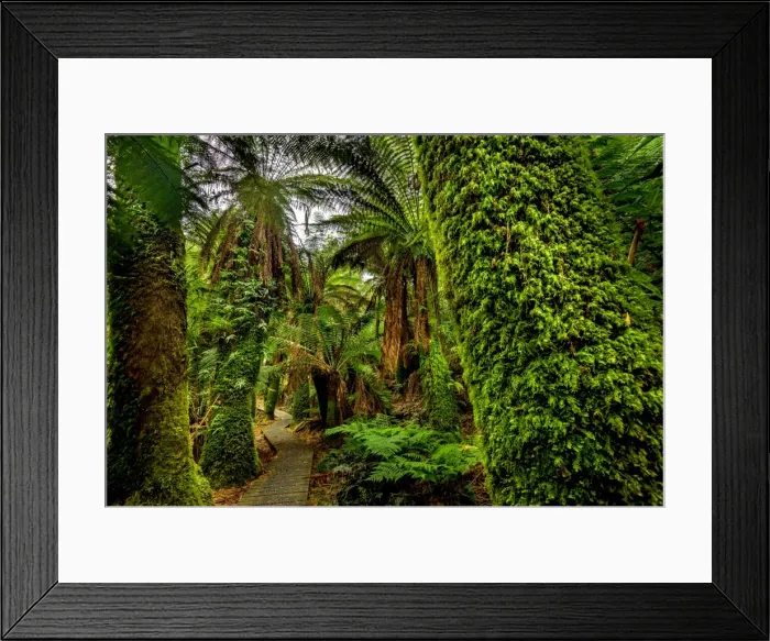 Framed Print : Notley Fern Gorge, Tasmania Framed Print : Notley Fern Gorge, Tasmania