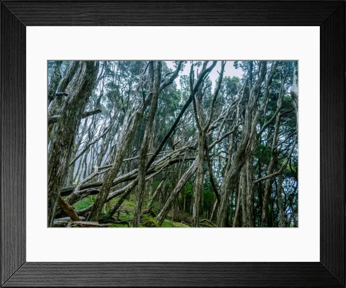 Framed Print : Mt Victoria Forest Reserve Framed Print : Mt Victoria Forest Reserve